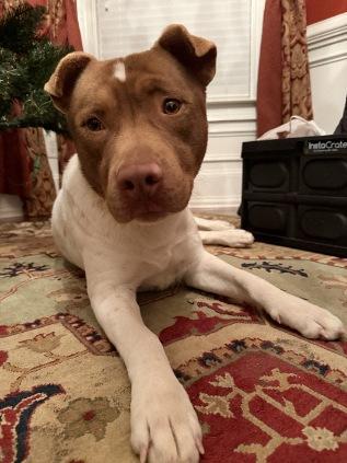 Spots, Adoptable, Adult Male Pit Bull Terrier.