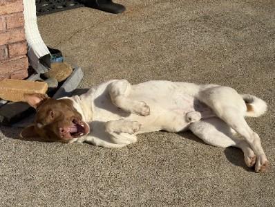 Enlarge Spots, an adopted mixed breed in Lawrenceville, GA image 2/3