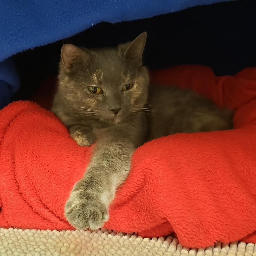 Rosie, a Adoptable Domestic Short Hair in Charlottesville, VA image 1/6