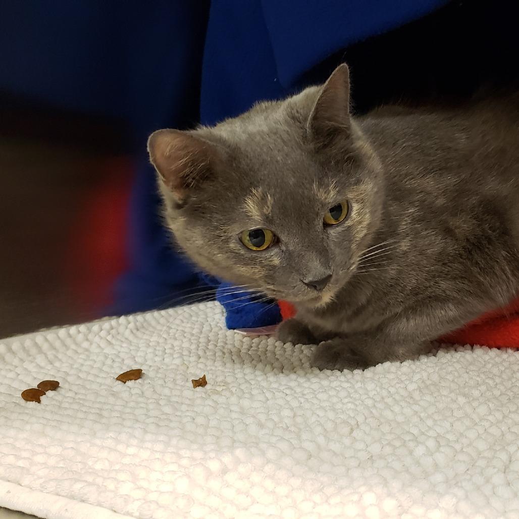 Rosie, a Adoptable Domestic Short Hair in Charlottesville, VA image 2/6