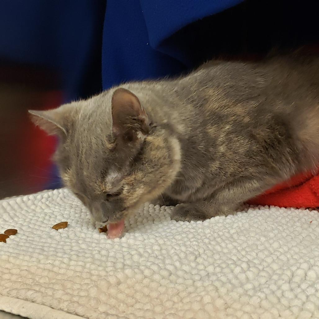 Rosie, a Adoptable Domestic Short Hair in Charlottesville, VA image 3/6