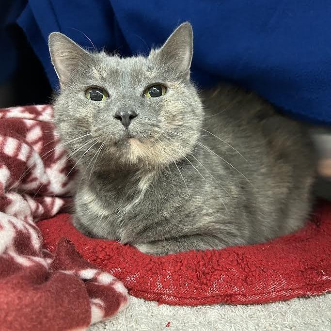 Rosie, a Adoptable Domestic Short Hair in Charlottesville, VA image 4/6