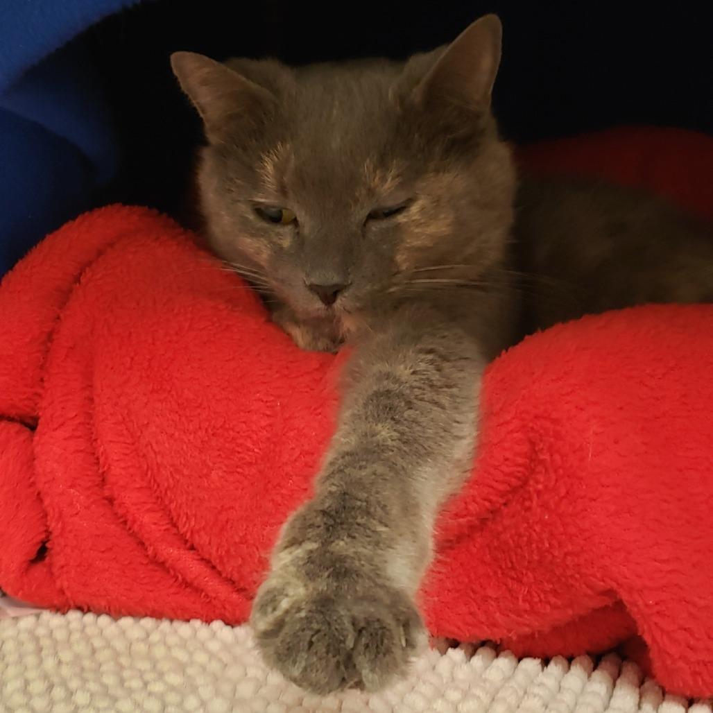 Rosie, a Adoptable Domestic Short Hair in Charlottesville, VA image 5/6