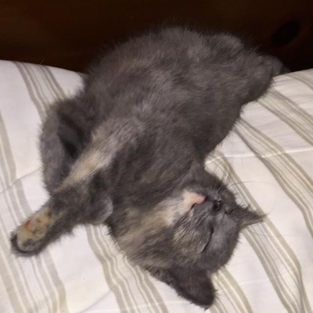 Rosie, a Adoptable Domestic Short Hair in Charlottesville, VA image 6/6