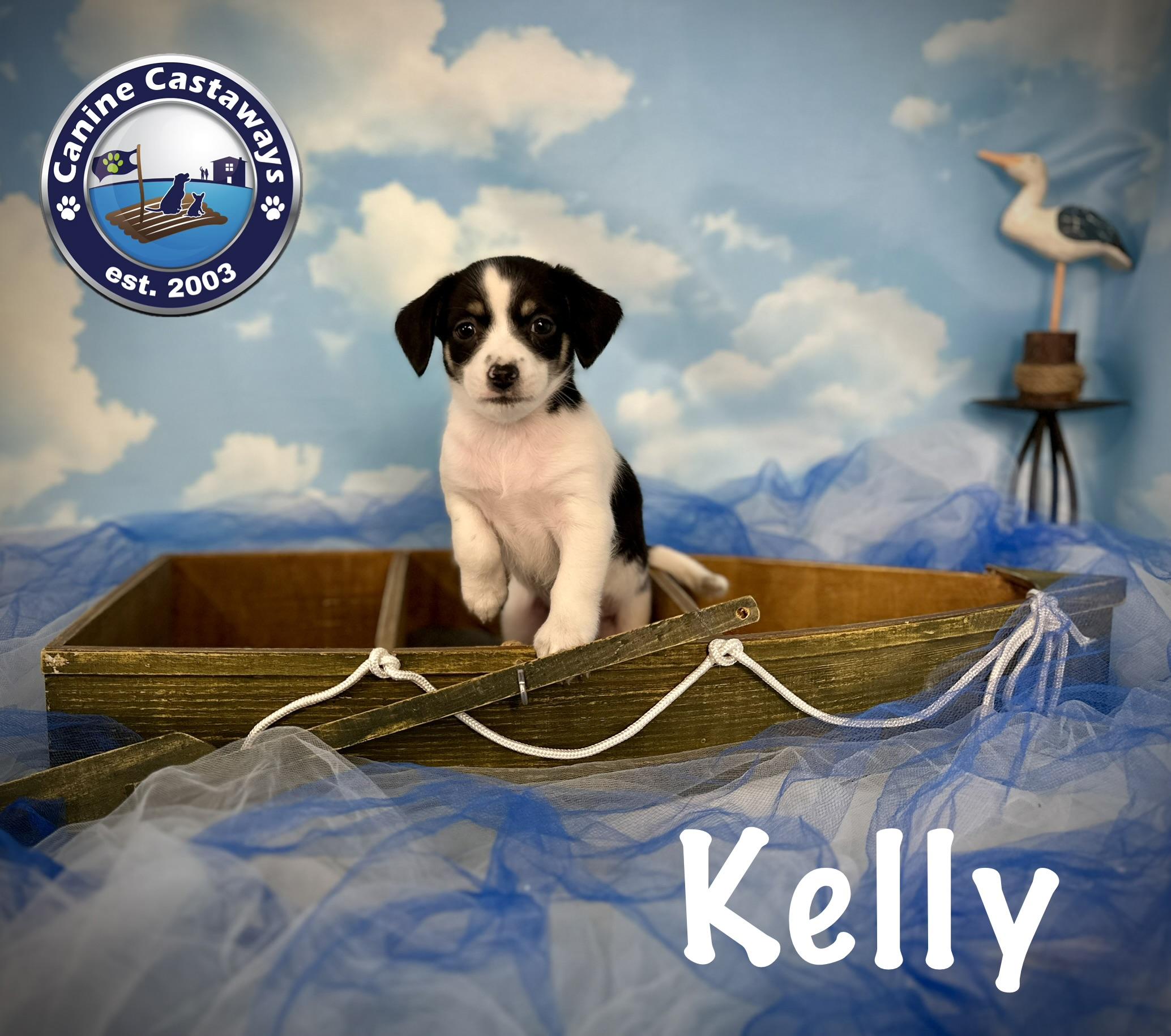 Kelly, ADOPTABLE, Puppy Female Rat Terrier.