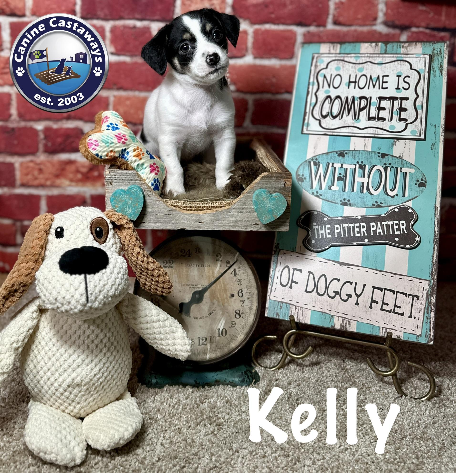Kelly, a ADOPTABLE mixed breed in Arcadia, FL image 3/4