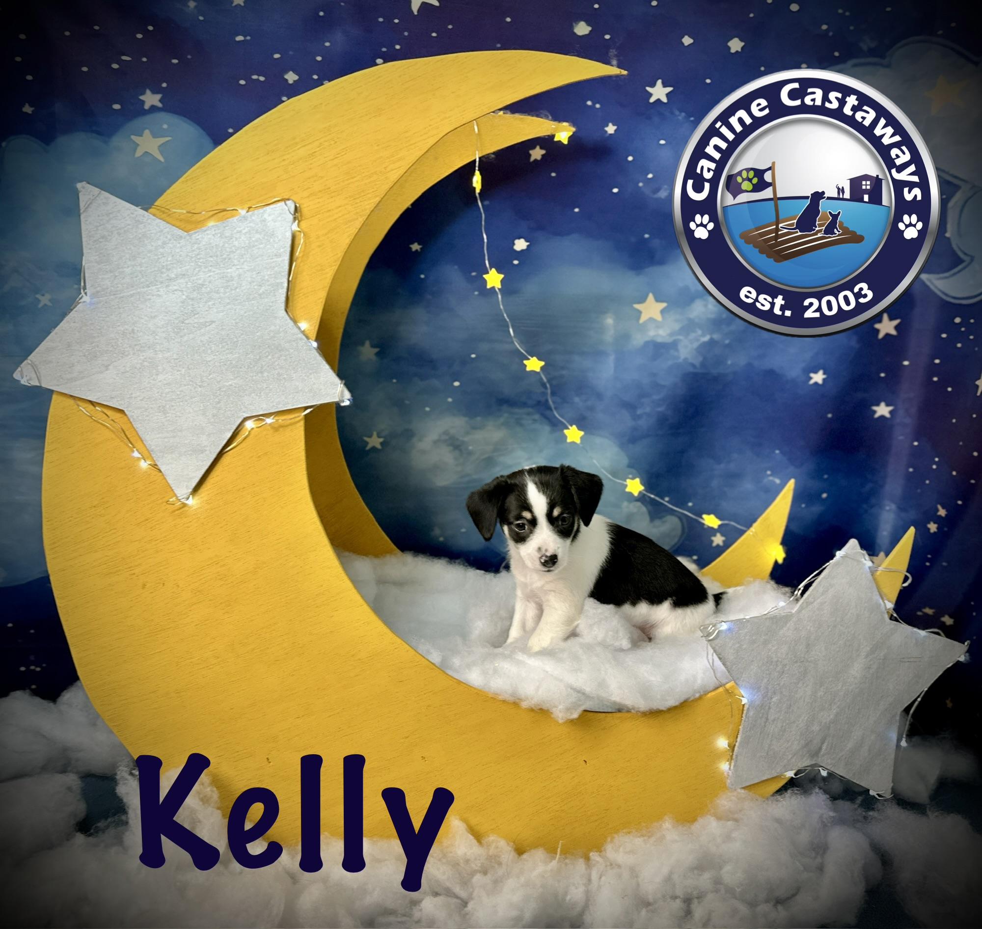 Kelly, a ADOPTABLE mixed breed in Arcadia, FL image 4/4