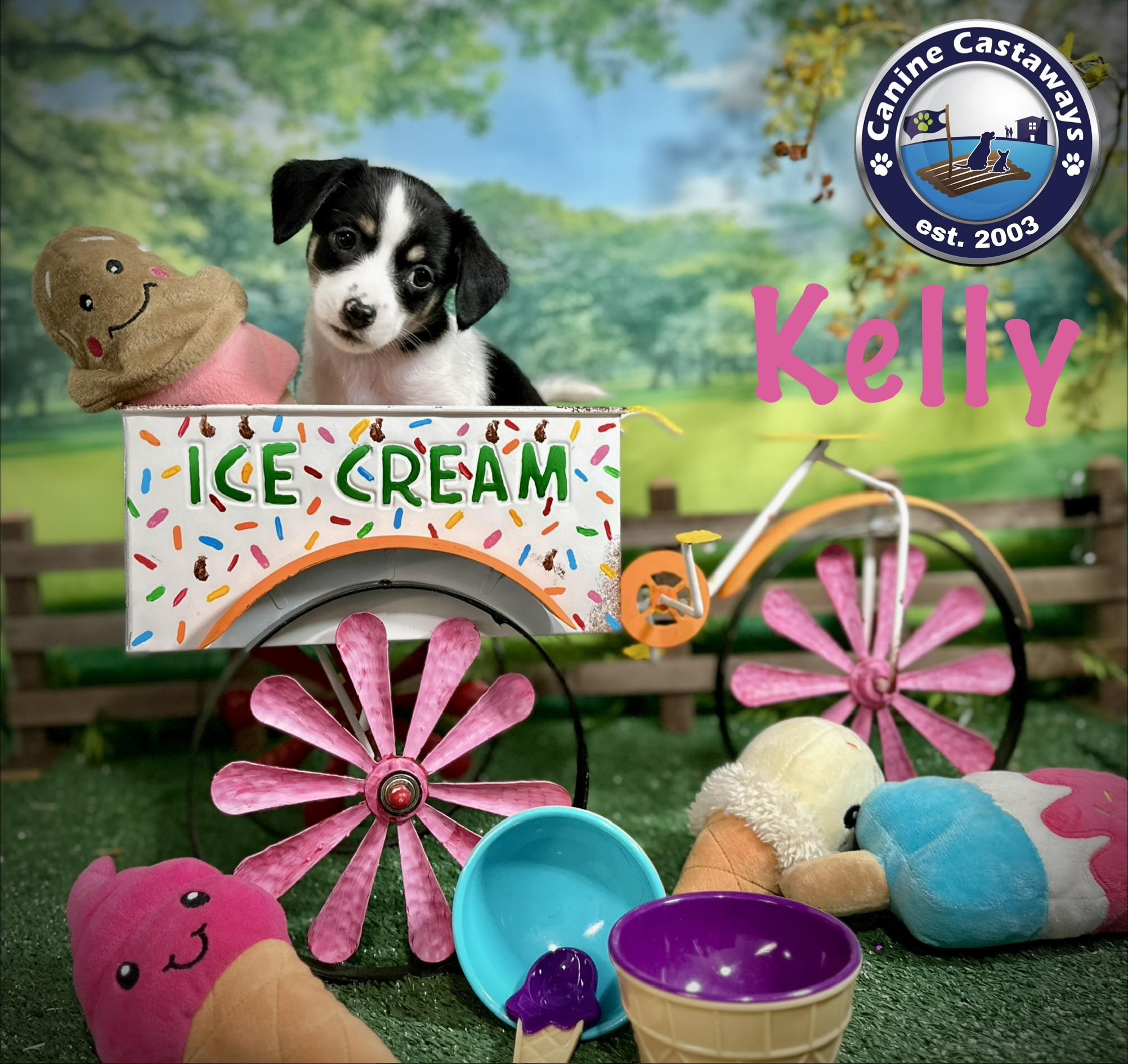 Kelly, a ADOPTABLE mixed breed in Arcadia, FL image 2/4