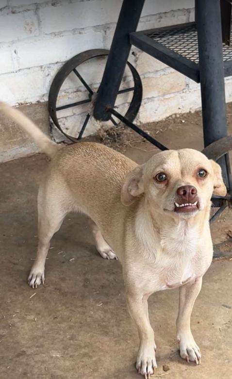 Enlarge Riggins in TX, a Adoptable Chihuahua in Cranston, RI image 1/1