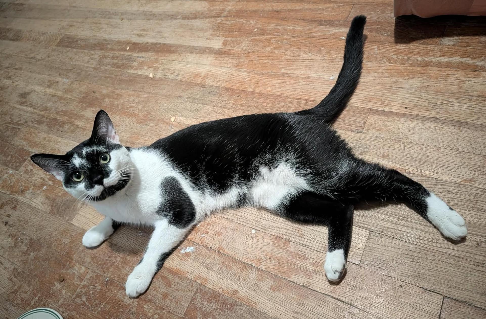 Dean, an adopted Domestic Short Hair in Roslindale, MA image 3/4