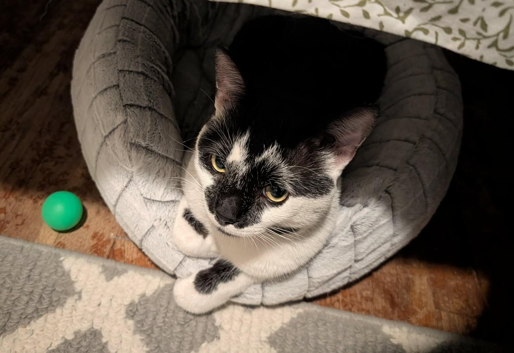 Dean, adopted, Adult Male Domestic Short Hair.