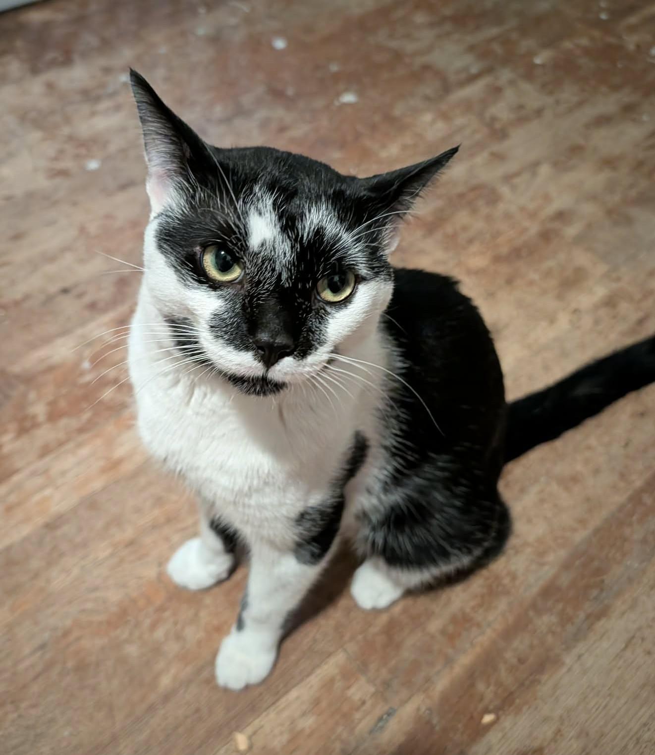 Dean, an adopted Domestic Short Hair in Roslindale, MA image 2/4