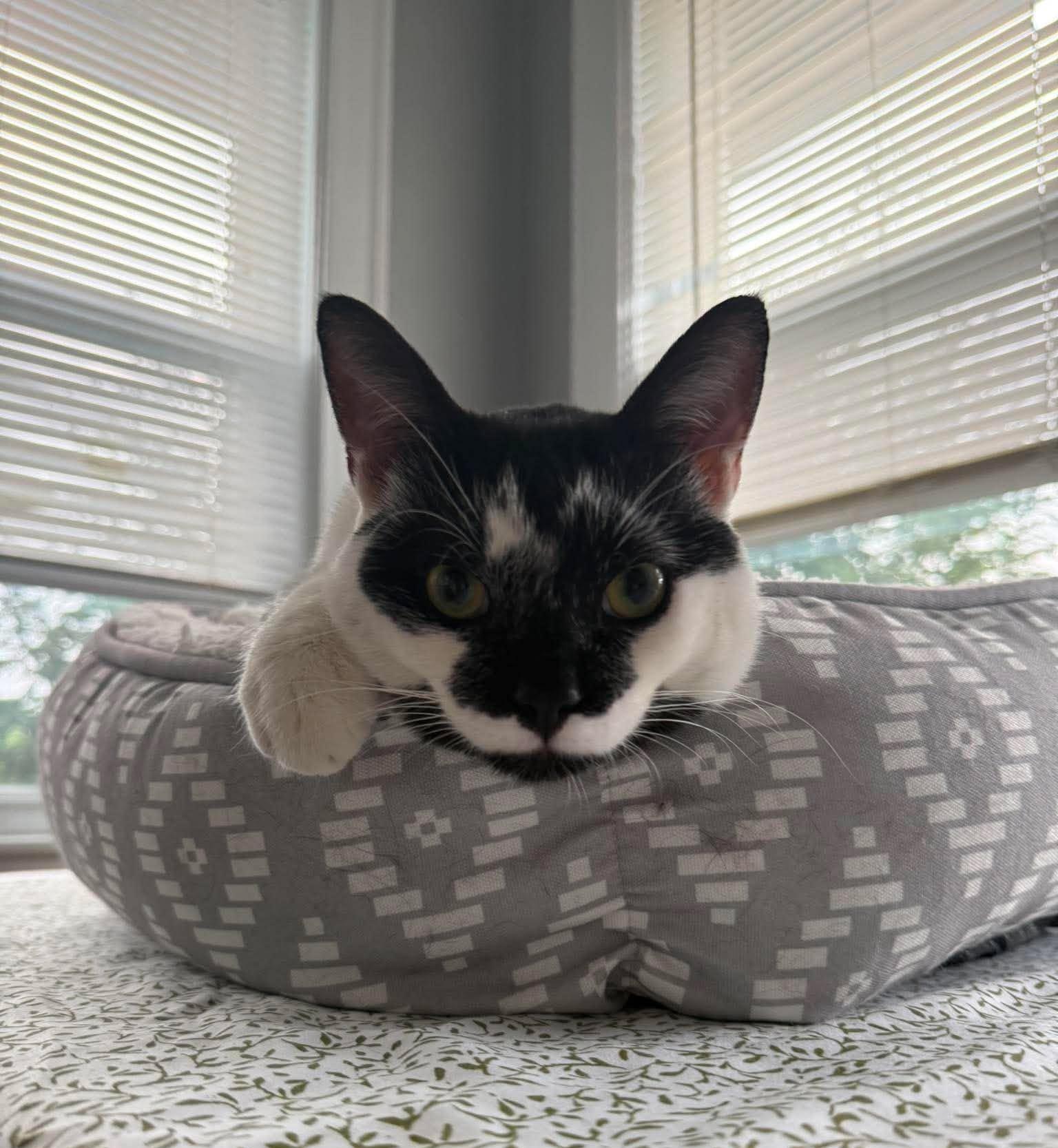 Dean, an adopted Domestic Short Hair in Roslindale, MA image 4/4