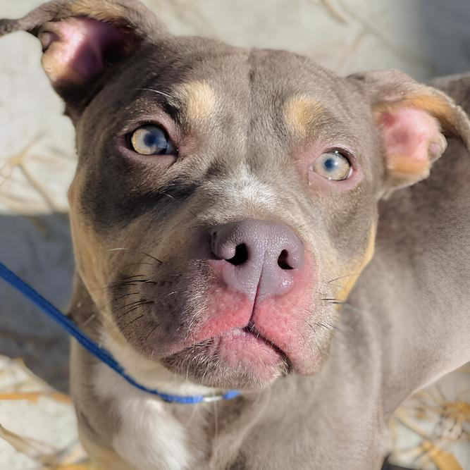 Xena, ADOPTABLE, Adult Female Staffordshire Bull Terrier.