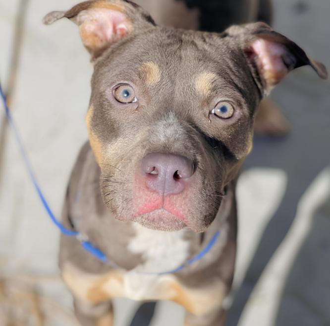 Enlarge Xena, a ADOPTABLE Staffordshire Bull Terrier in Naperville, IL image 4/6