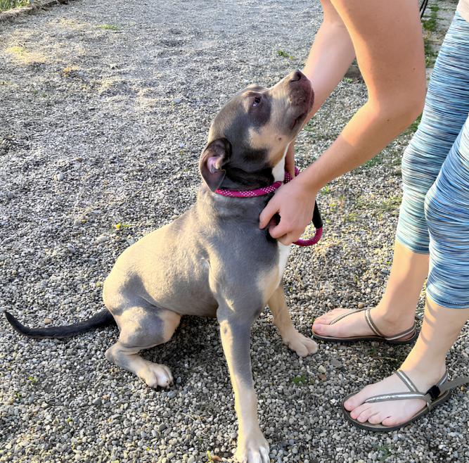 Enlarge Xena, a ADOPTABLE Staffordshire Bull Terrier in Naperville, IL image 3/6