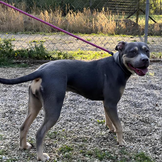 Enlarge Xena, a ADOPTABLE Staffordshire Bull Terrier in Naperville, IL image 5/6