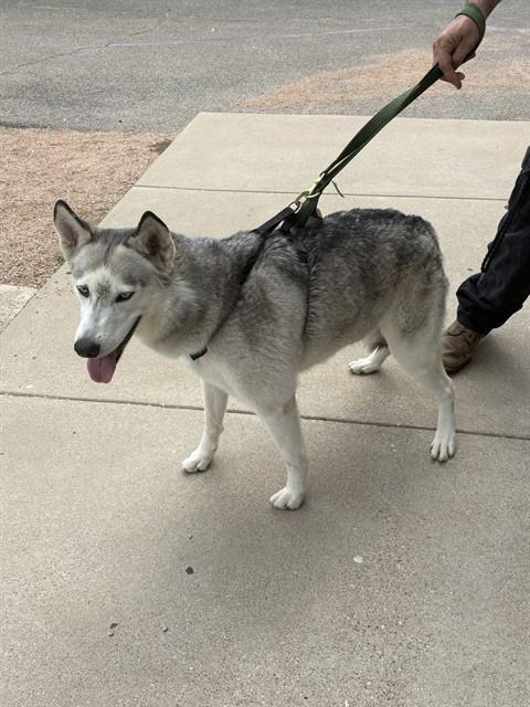 STRAY HOLD, Adoptable, Adult Female Siberian Husky.