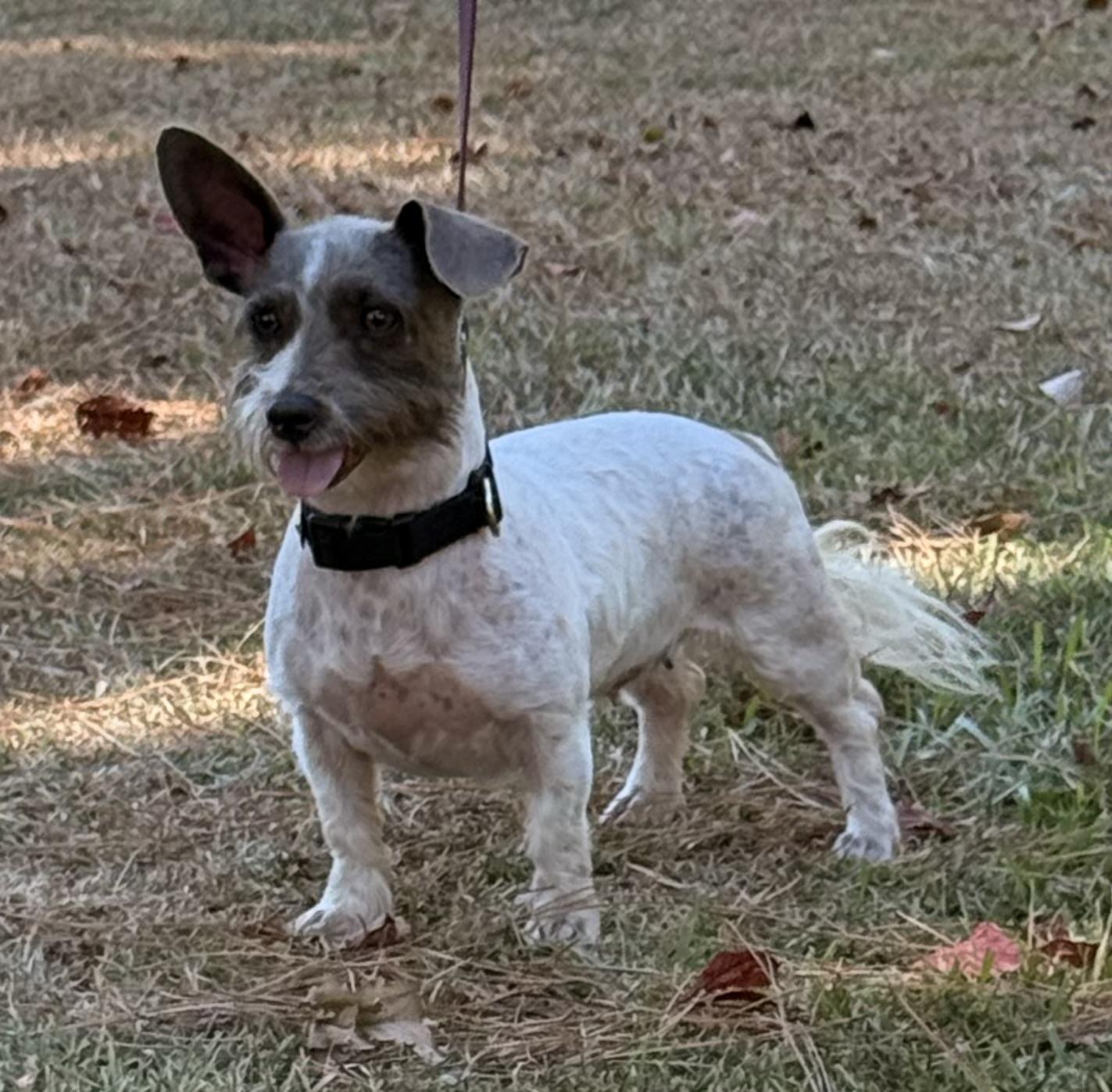 Enlarge Harper, a Adoptable mixed breed in Texarkana, TX image 5/6