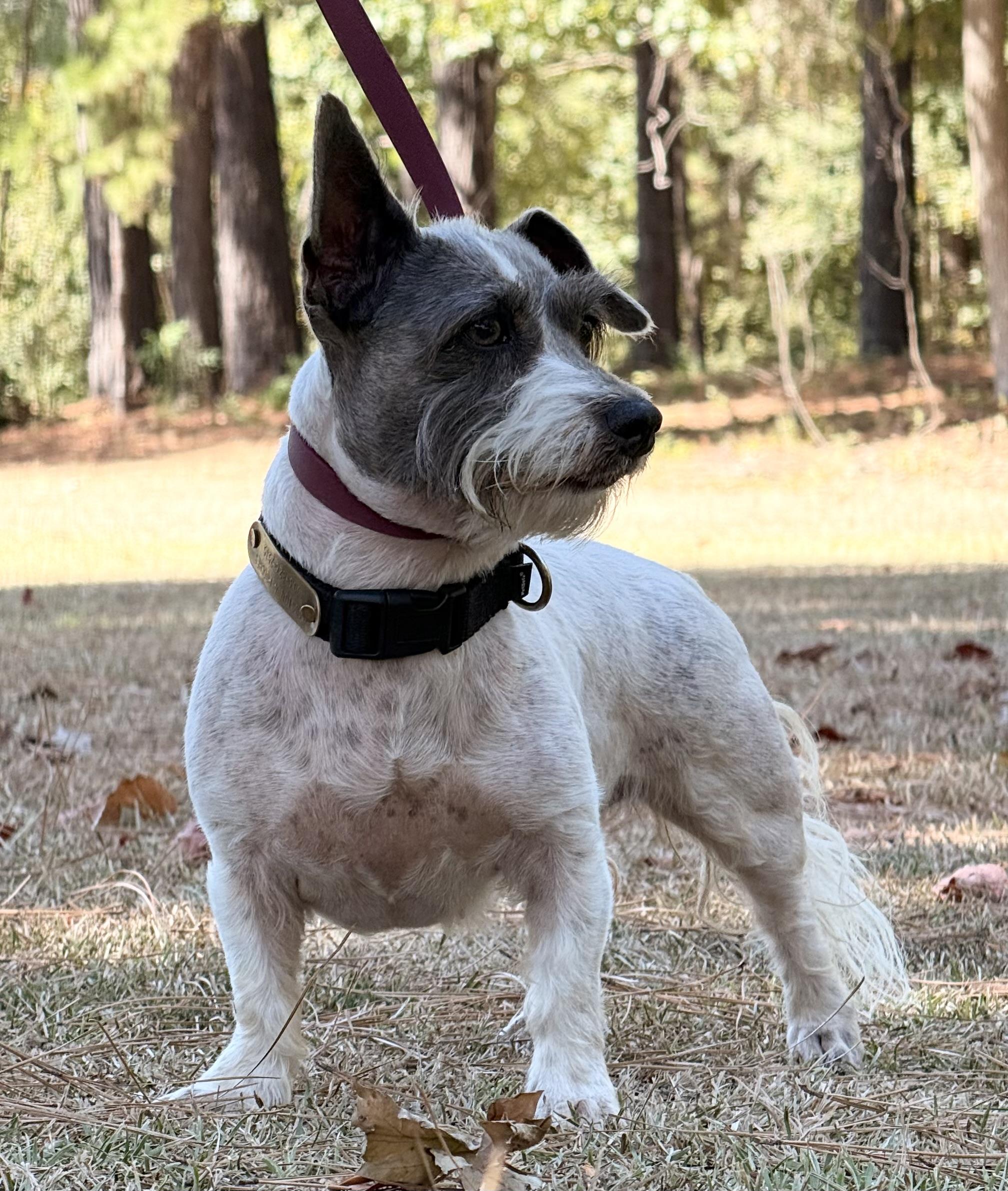 Enlarge Harper, a Adoptable mixed breed in Texarkana, TX image 4/6