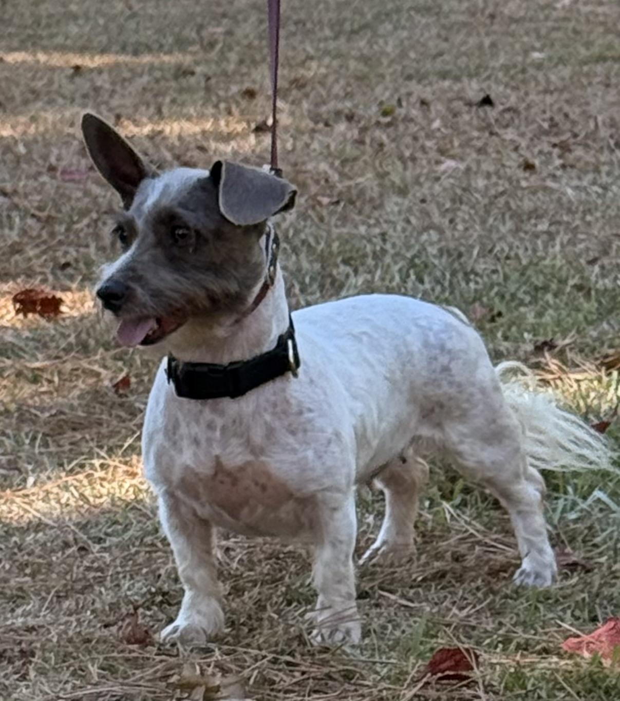 Enlarge Harper, a Adoptable mixed breed in Texarkana, TX image 2/6
