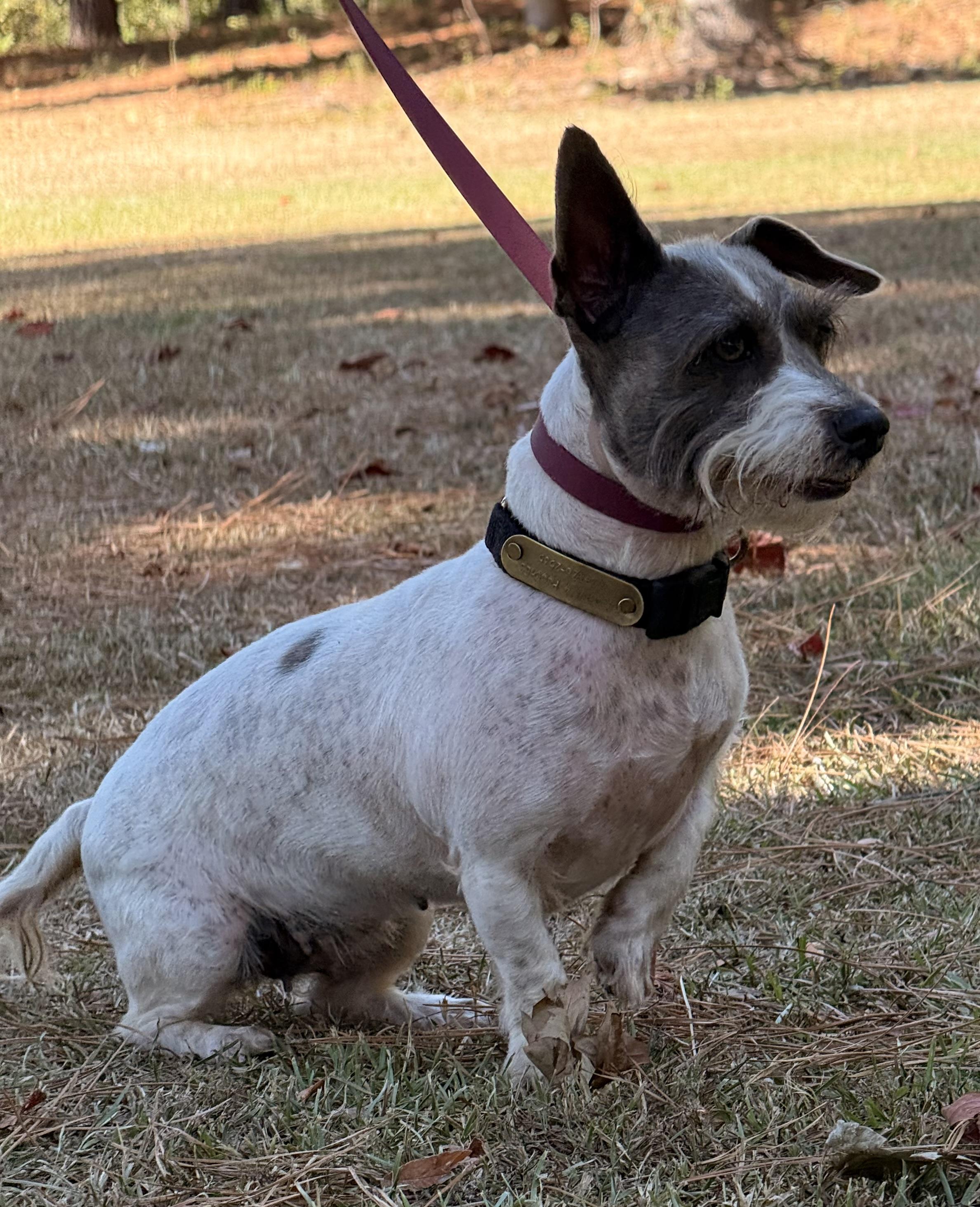 Harper, Adoptable, Adult Female Maltese.