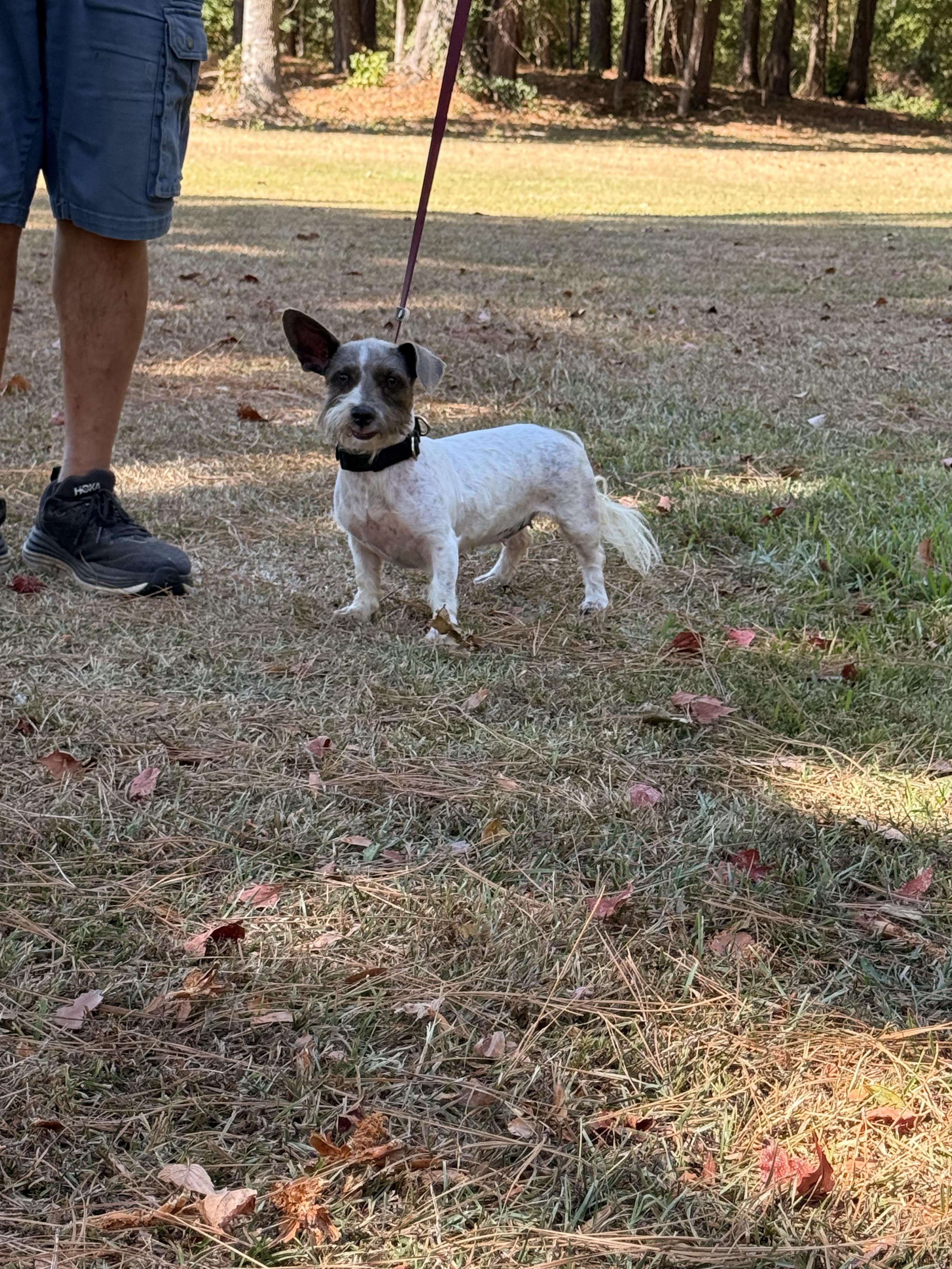 Enlarge Harper, a Adoptable mixed breed in Texarkana, TX image 6/6