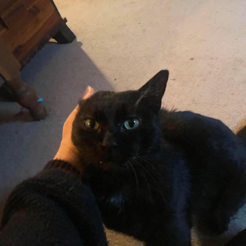Happy, a Adoptable Domestic Short Hair in Johnstown, PA image 1/2