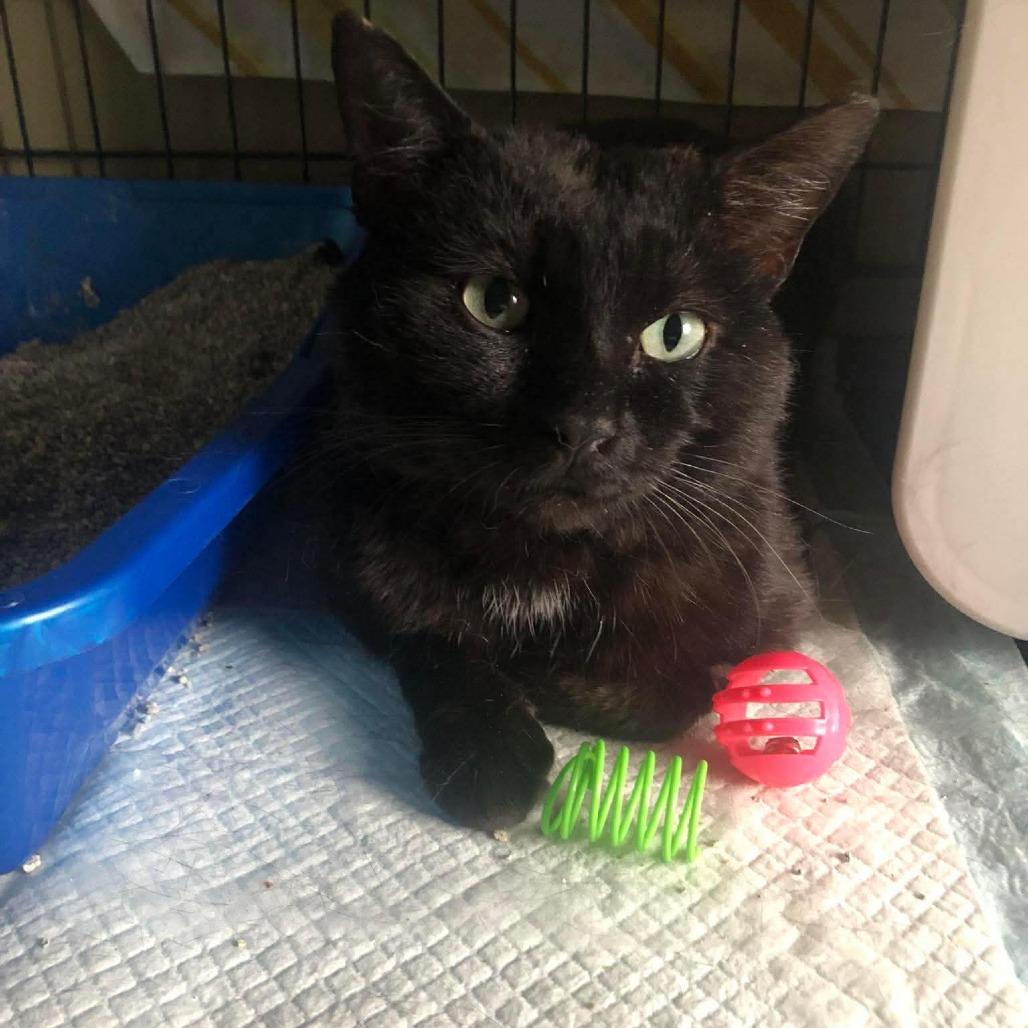 Happy, a Adoptable Domestic Short Hair in Johnstown, PA image 2/2
