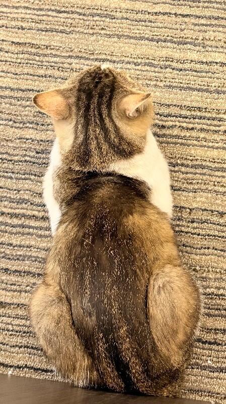 Romeo, Adoptable, Senior Male Domestic Short Hair.