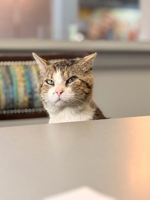 Enlarge Romeo, a Adoptable Domestic Short Hair in Colmar, PA image 2/6