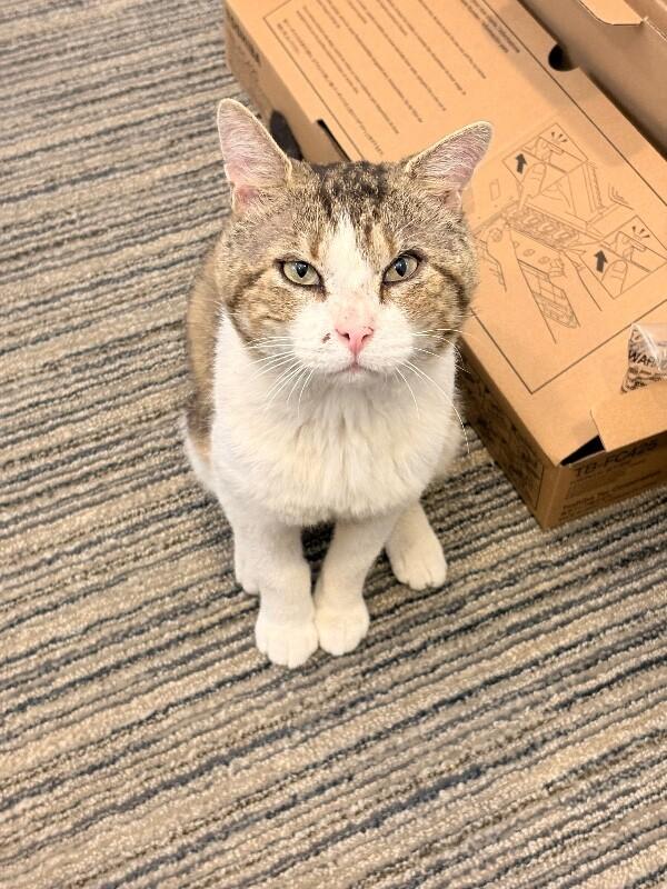 Enlarge Romeo, a Adoptable Domestic Short Hair in Colmar, PA image 5/6