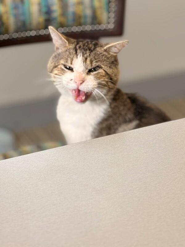 Enlarge Romeo, a Adoptable Domestic Short Hair in Colmar, PA image 6/6