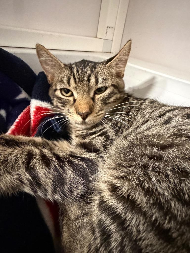 Aslan, ADOPTABLE, Kitten • Male, American Bobtail.