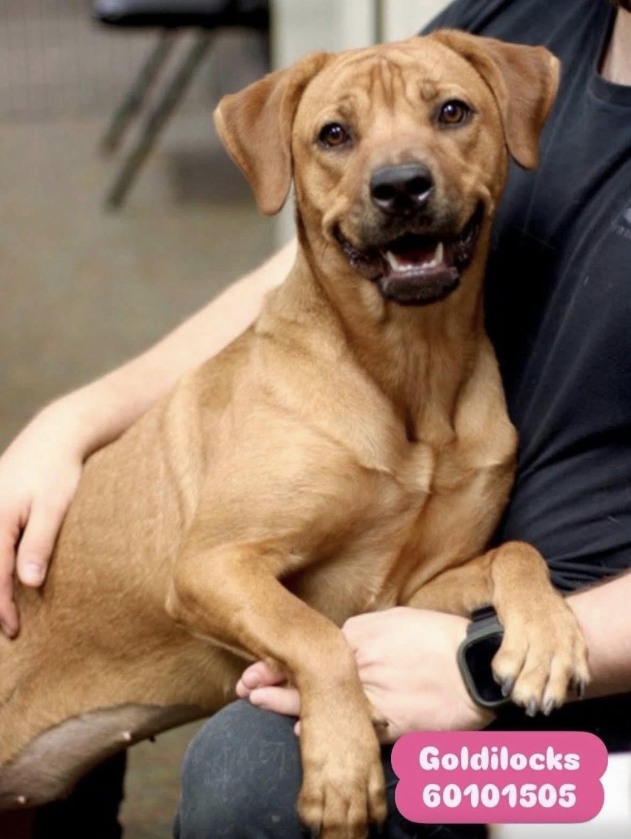 Goldilocks, ADOPTABLE, Young Female Mixed Breed.