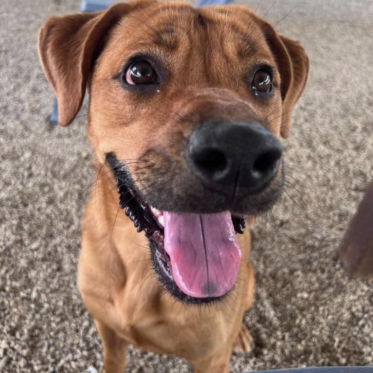 Goldilocks, a ADOPTABLE mixed breed in Bethel, VT image 3/6