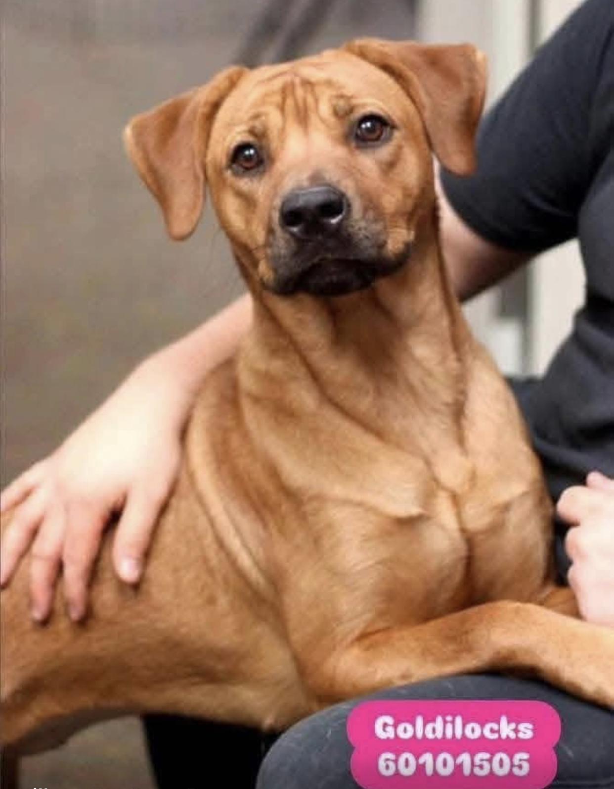 Goldilocks, a ADOPTABLE mixed breed in Bethel, VT image 2/6