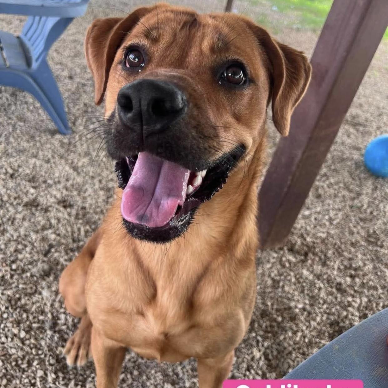 Goldilocks, a ADOPTABLE mixed breed in Bethel, VT image 5/6
