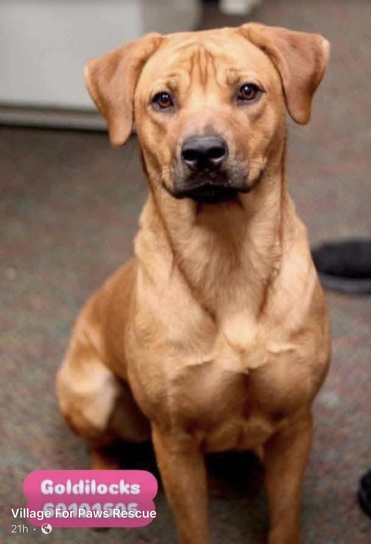 Goldilocks, a ADOPTABLE mixed breed in Bethel, VT image 6/6