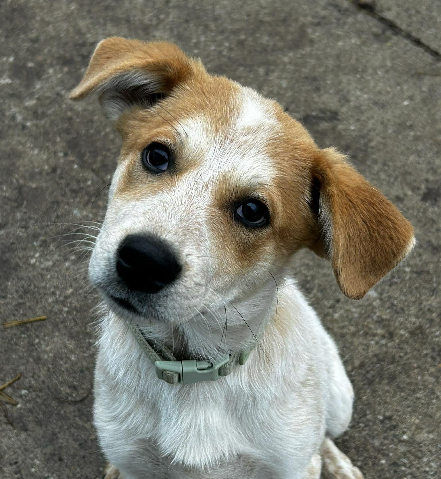 Enlarge Pippen, a ADOPTABLE mixed breed in Brunswick, OH image 1/4