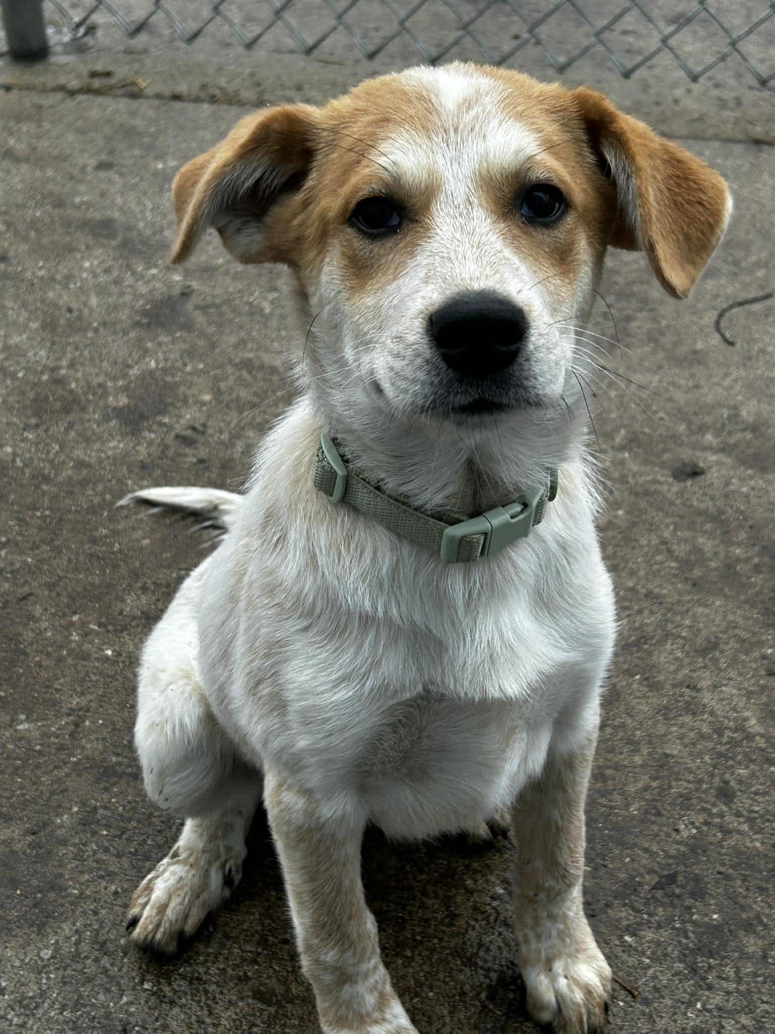 Enlarge Pippen, a ADOPTABLE mixed breed in Brunswick, OH image 2/4