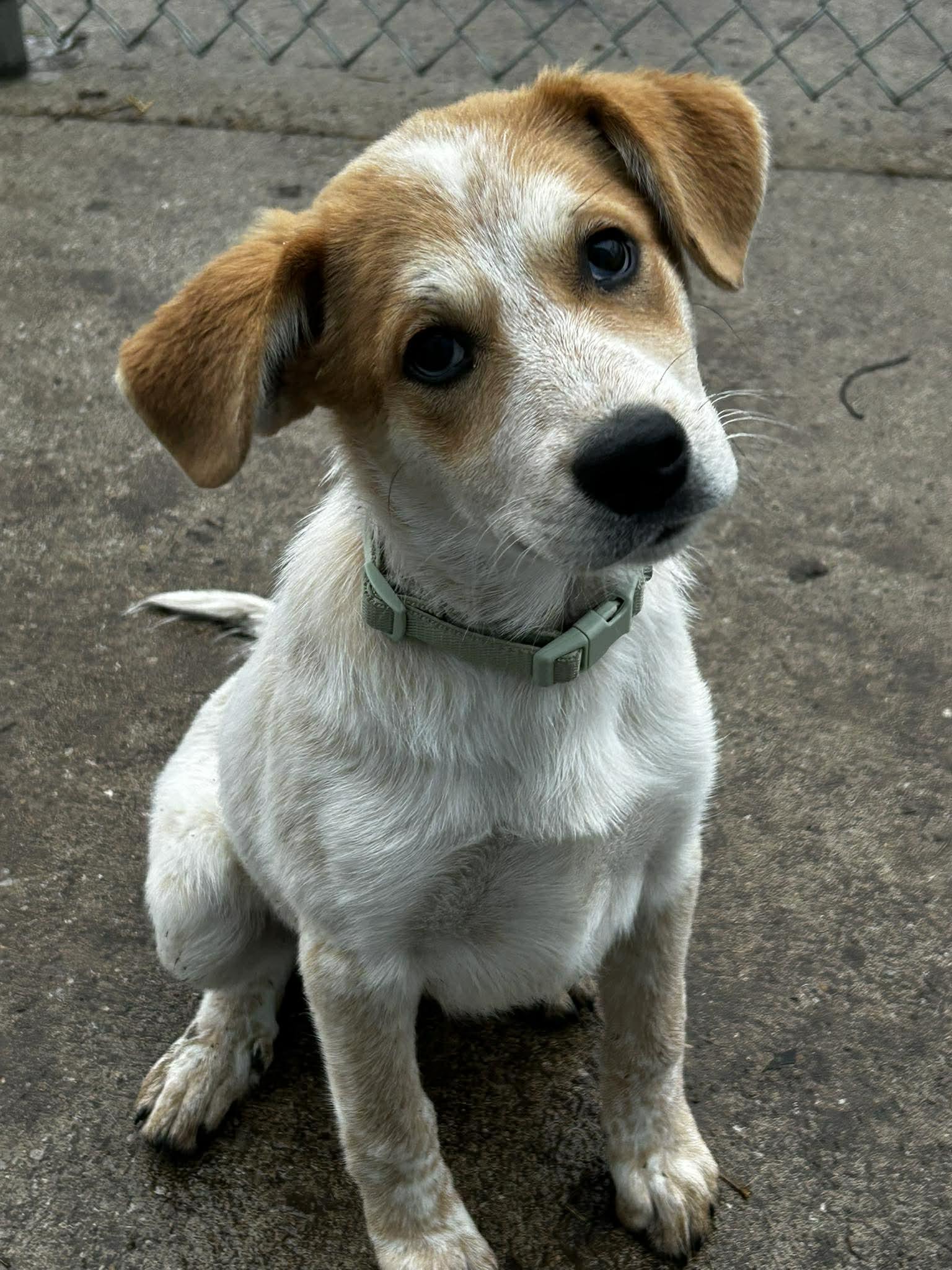Enlarge Pippen, a ADOPTABLE mixed breed in Brunswick, OH image 3/4