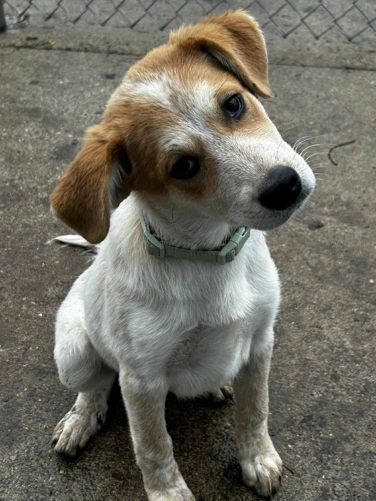 Enlarge Pippen, a ADOPTABLE mixed breed in Brunswick, OH image 4/4