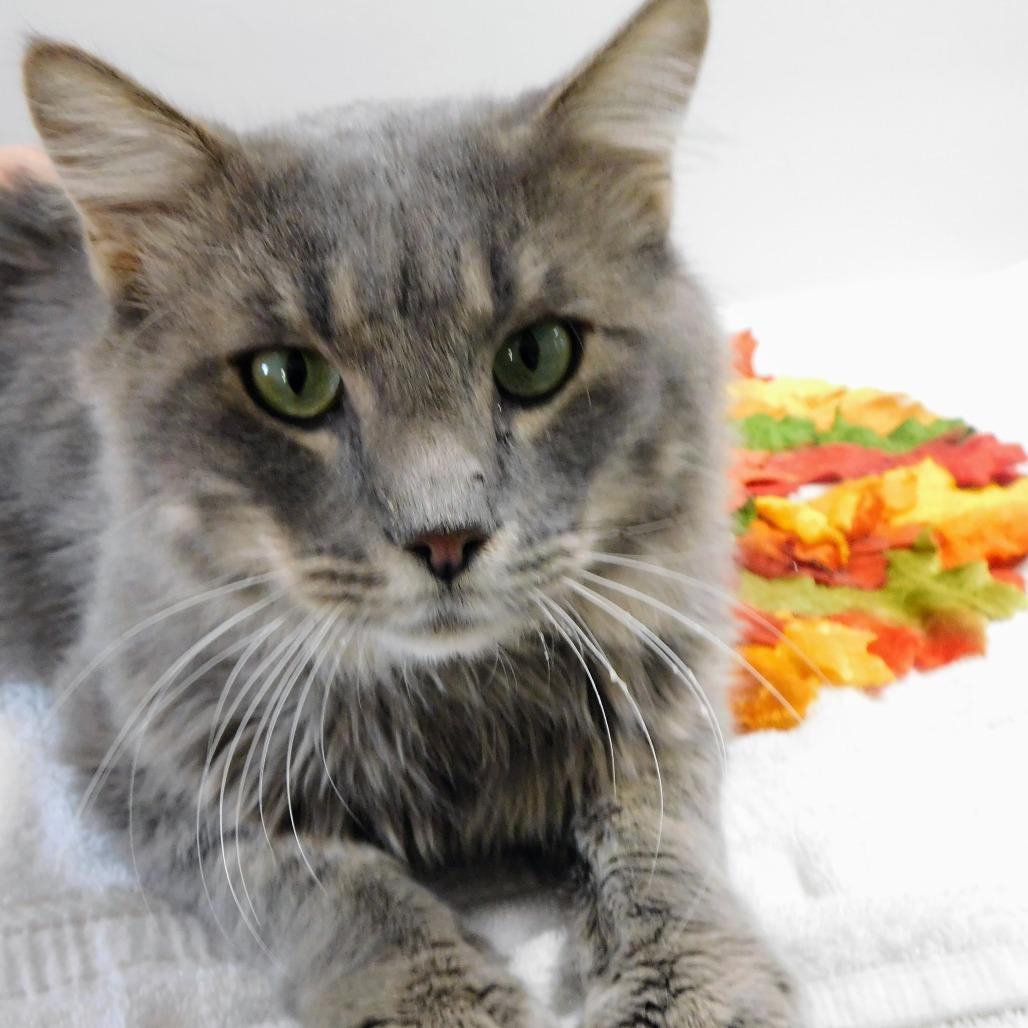 Finch, a Adoptable Domestic Long Hair in St. Peters, MO image 1/6