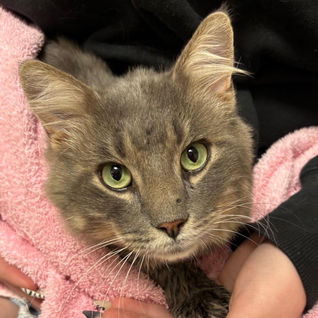 Finch, a Adoptable Domestic Long Hair in St. Peters, MO image 2/6