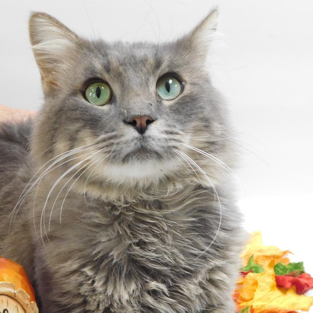 Finch, a Adoptable Domestic Long Hair in St. Peters, MO image 3/6