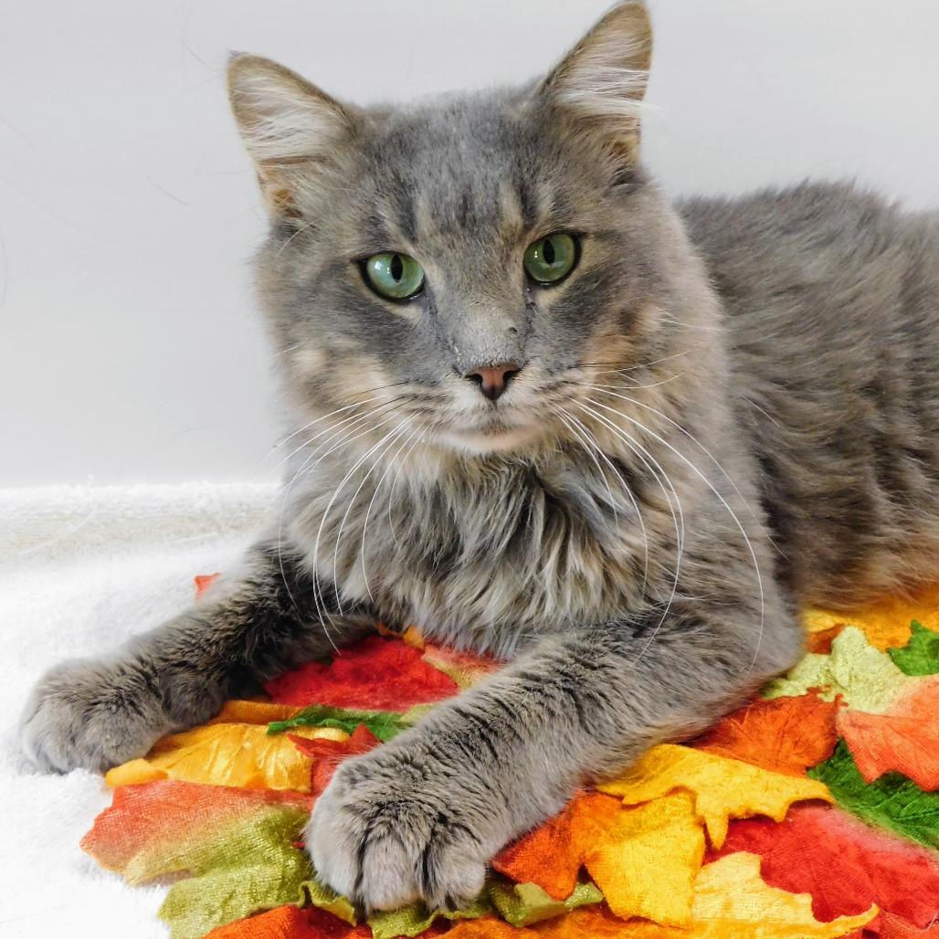 Finch, a Adoptable Domestic Long Hair in St. Peters, MO image 4/6