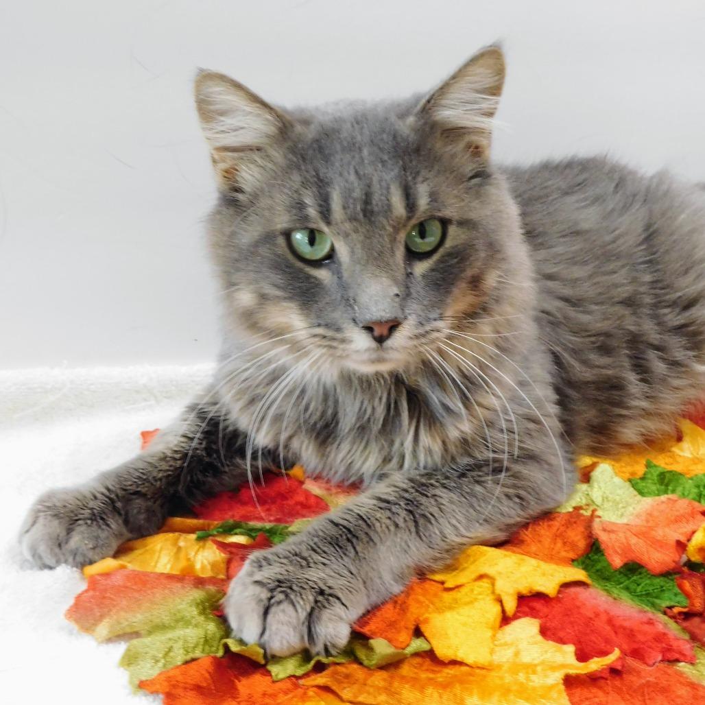 Finch, a Adoptable Domestic Long Hair in St. Peters, MO image 5/6