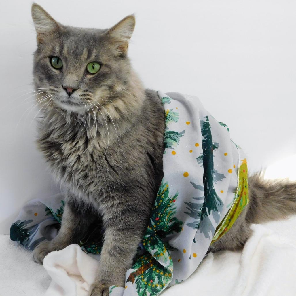 Finch, a Adoptable Domestic Long Hair in St. Peters, MO image 6/6