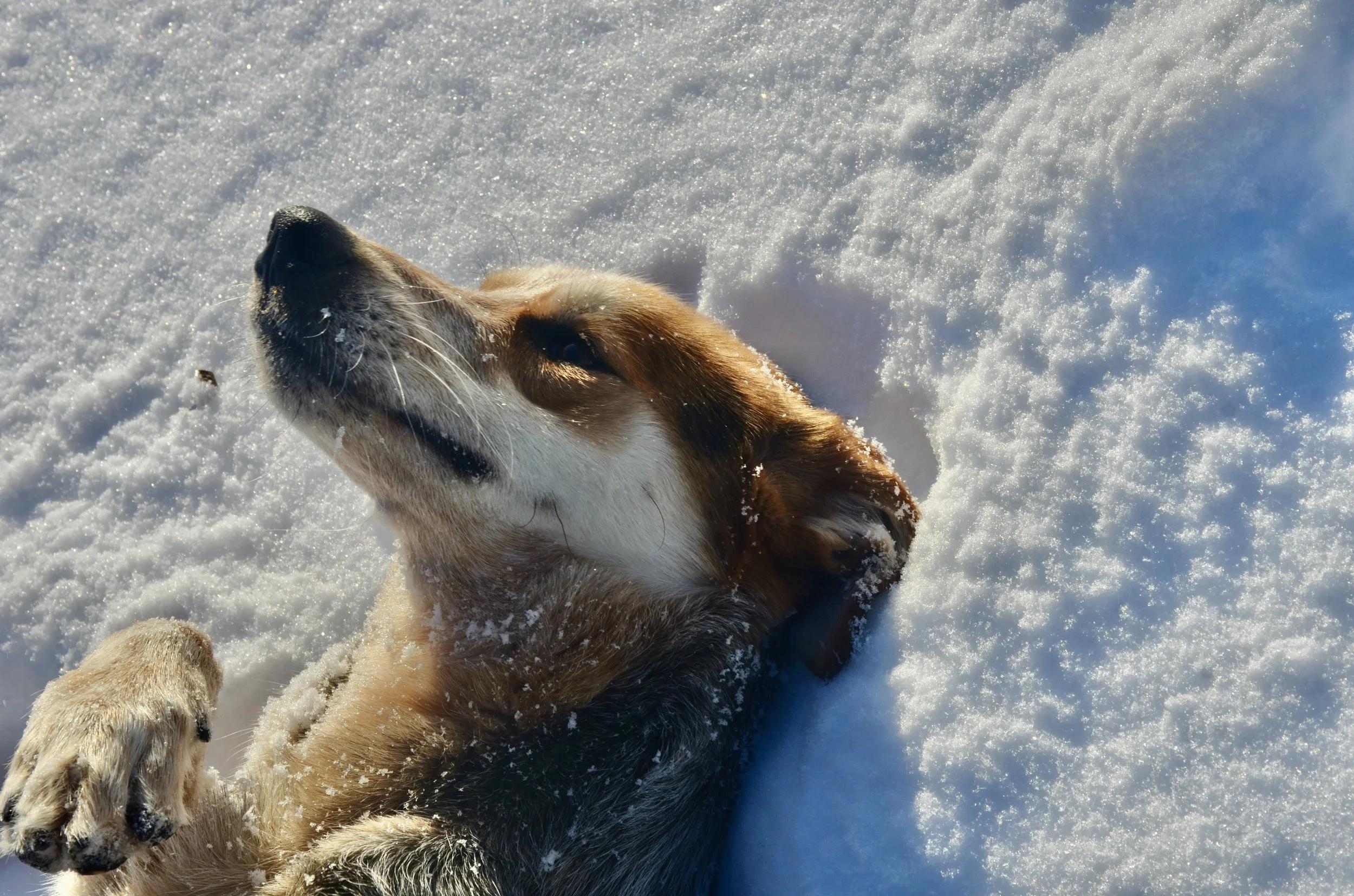 Enlarge Frankie, a ADOPTABLE mixed breed in Mont-Royal, QC image 6/6